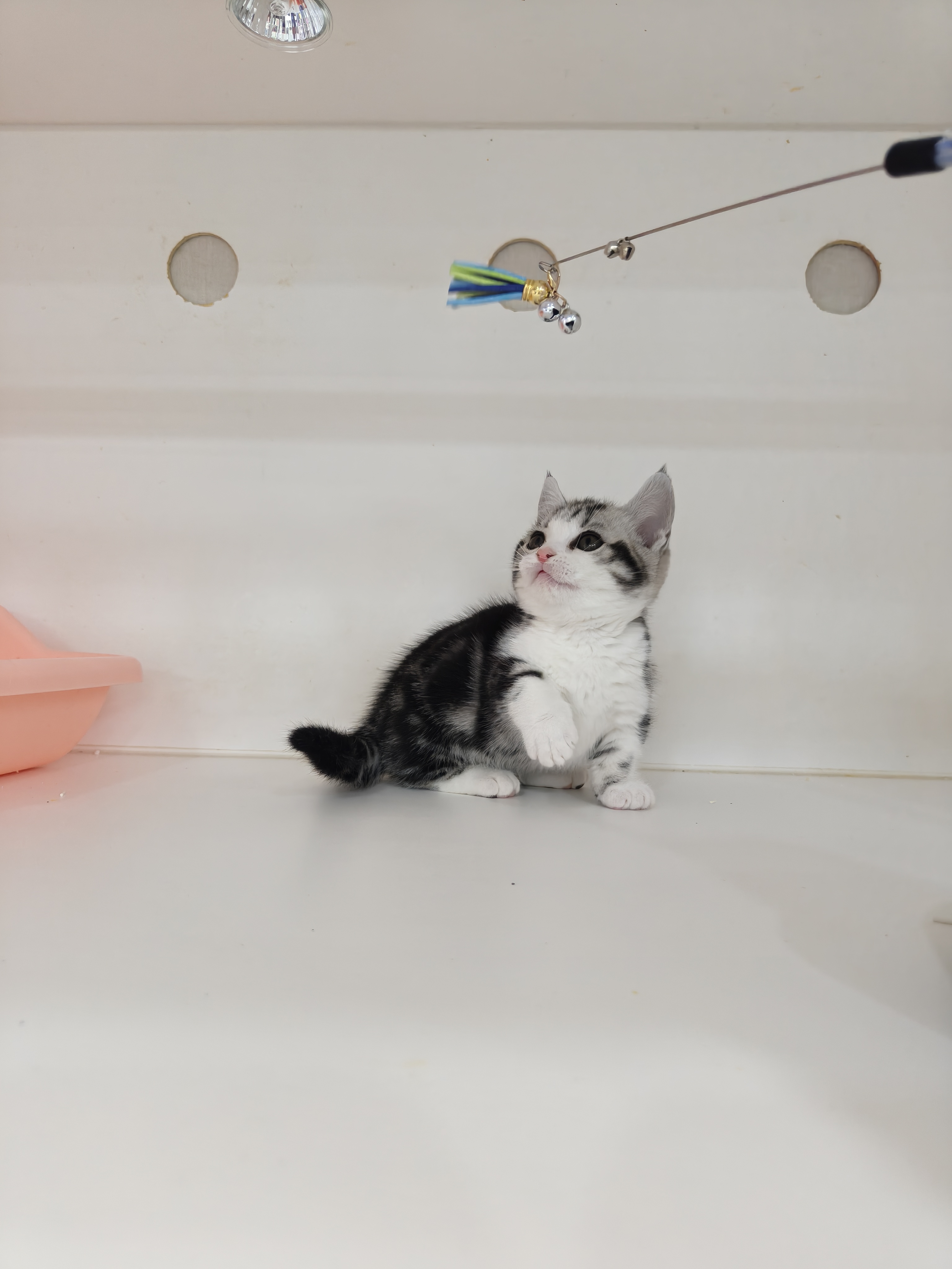 矮脚美短加白起司妹妹，非常完美，粉鼻子小短腿，花纹更是一绝